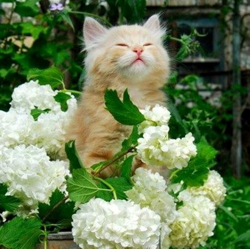 Fluffy Orange Kitten — White, Serene
