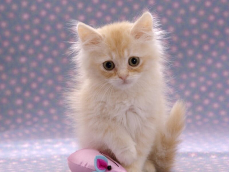 Fluffy Orange Kitten — White