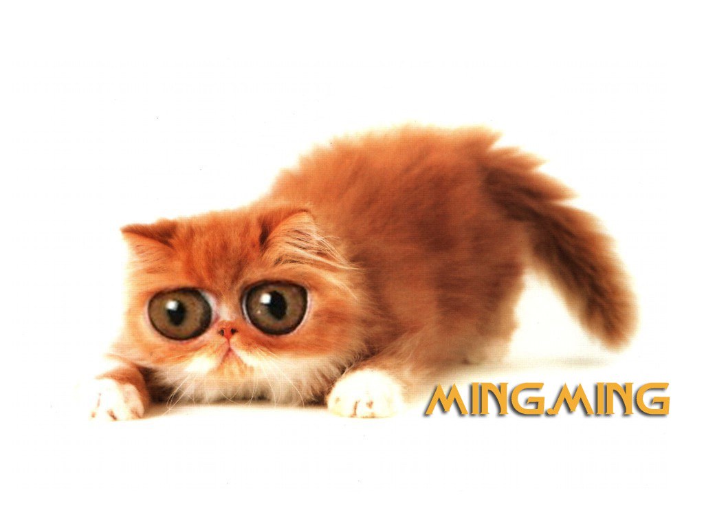 fluffy orange kitten with big eyes
