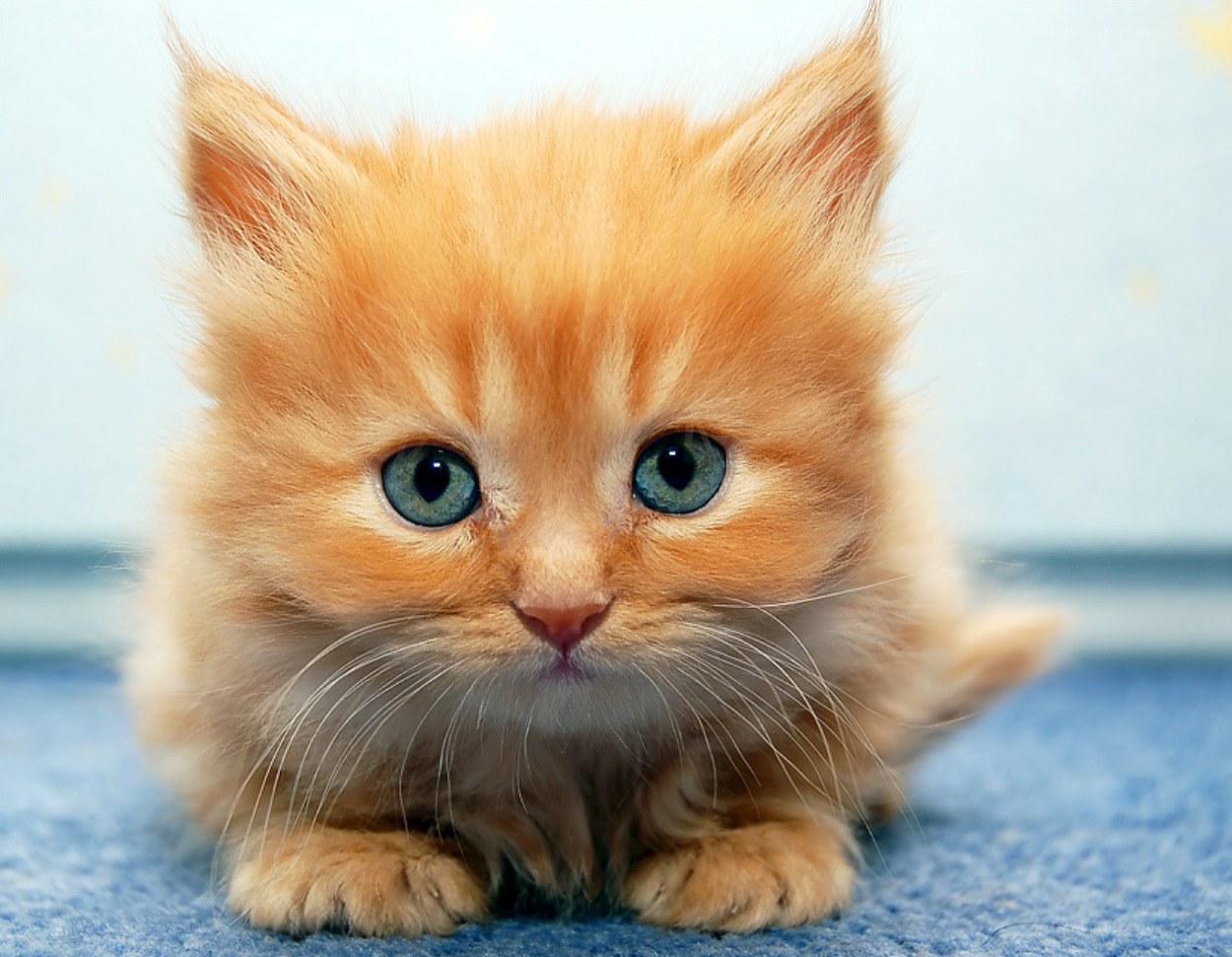 fluffy orange kitten with blue eyes