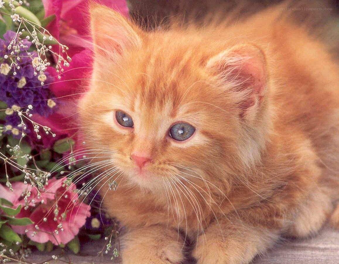 fluffy orange kitten with blue eyes