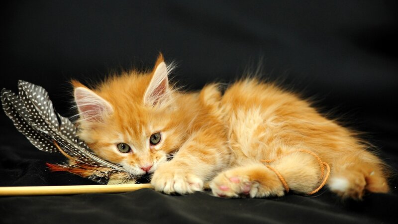 fluffy orange kitten with feathers