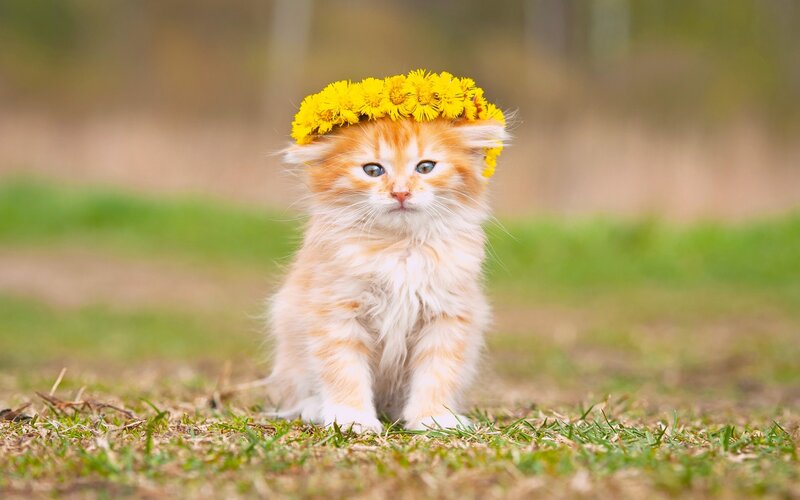 Fluffy Orange Kitten — Yellow, Calm