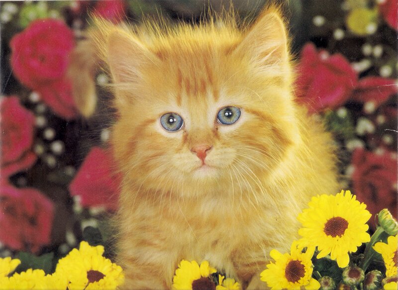 Fluffy Orange Kitten — Yellow