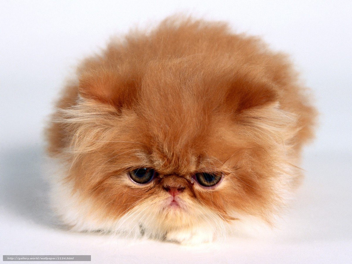 fluffy orange kitten
