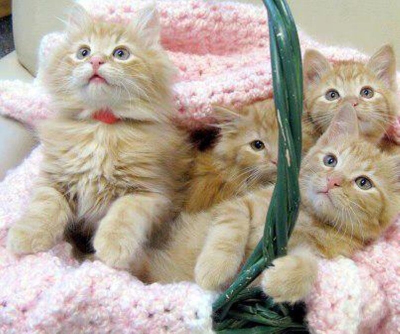 Fluffy Orange Kittens