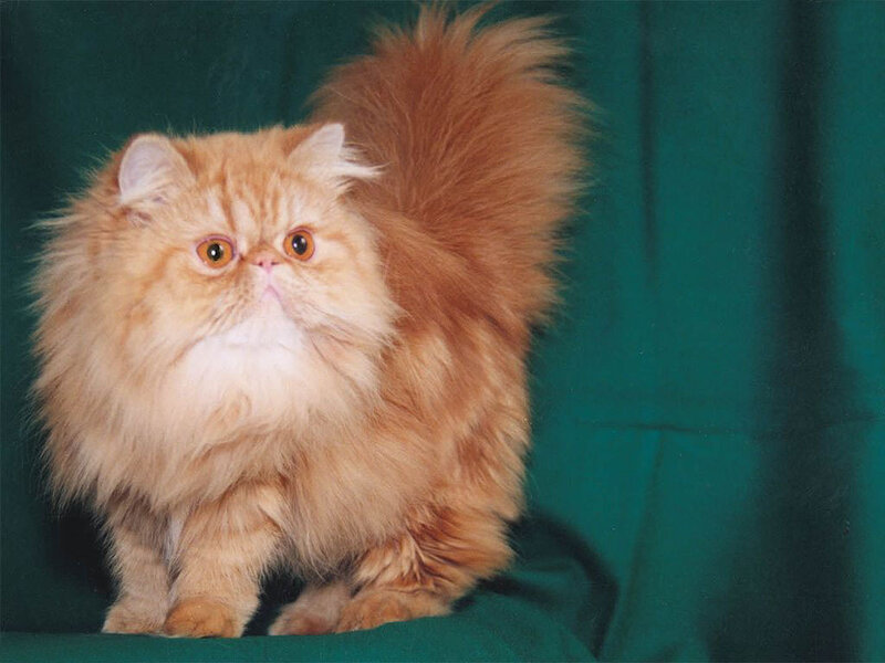 Fluffy Orange Persian Cat