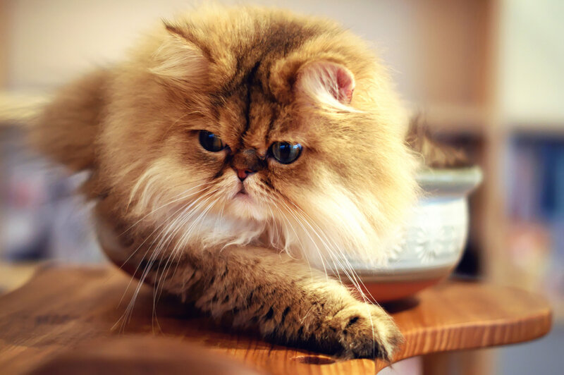 Fluffy Persian Cat — Brown