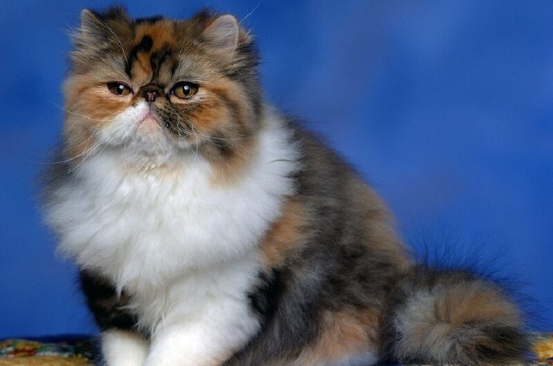 fluffy Persian cat portrait