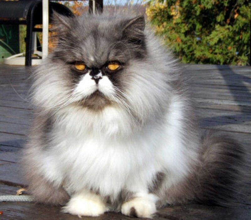 fluffy Persian cat
