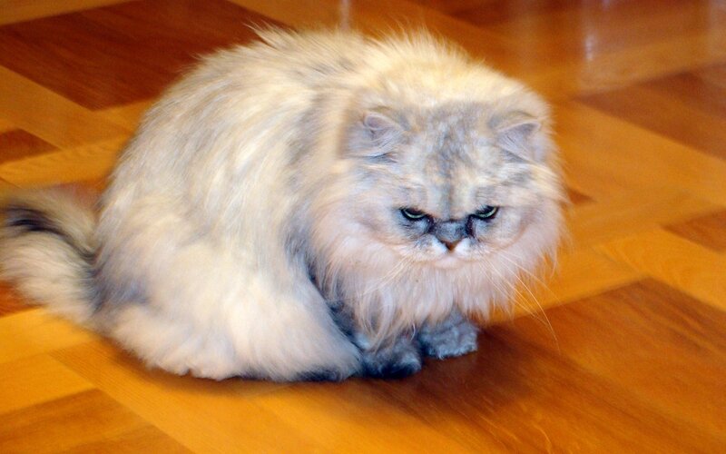 Fluffy Persian Cat — White, Calm