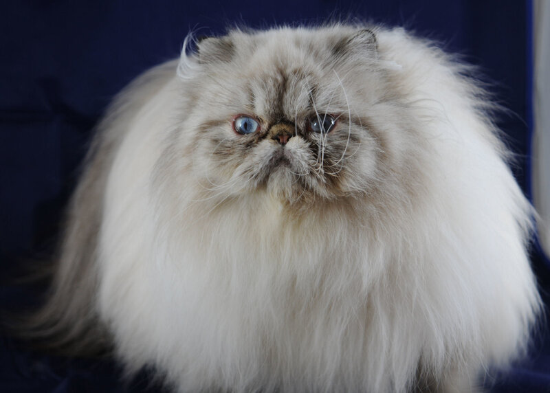 Fluffy Persian Cat — White