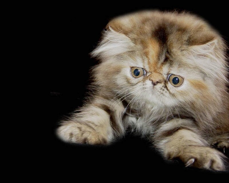 fluffy persian kitten