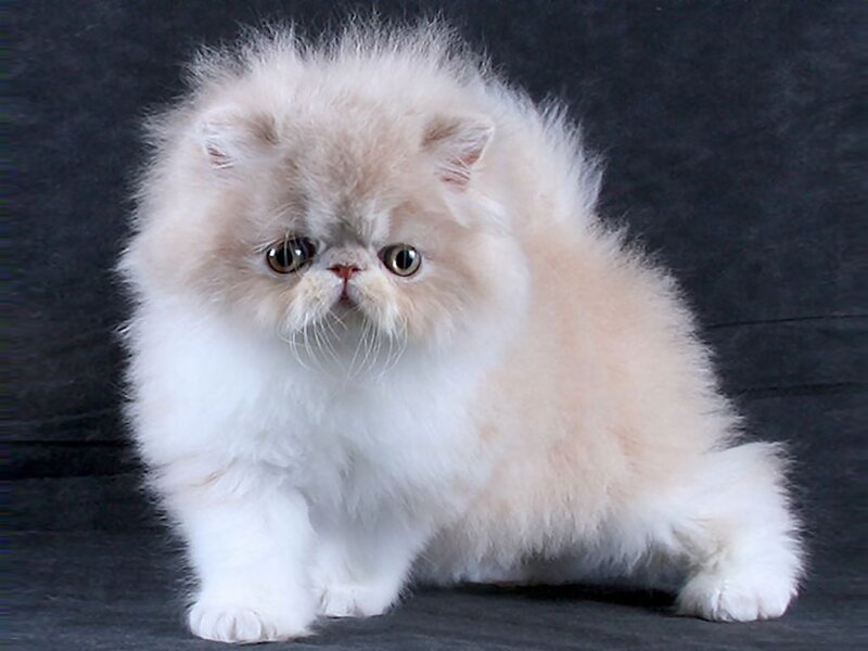 Fluffy Persian Kitten — White