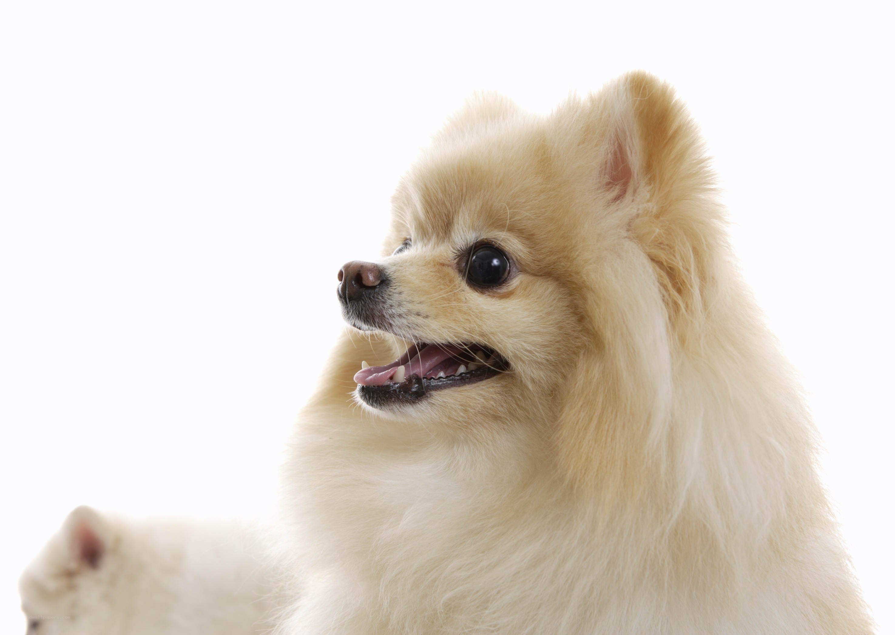 fluffy pomeranian dog