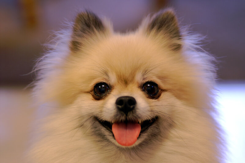 fluffy pomeranian dog
