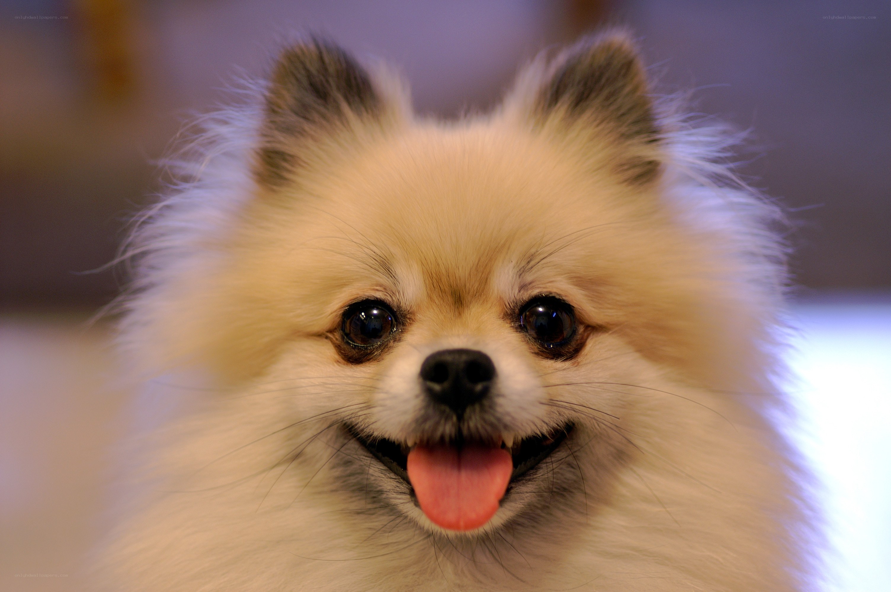 fluffy pomeranian dog