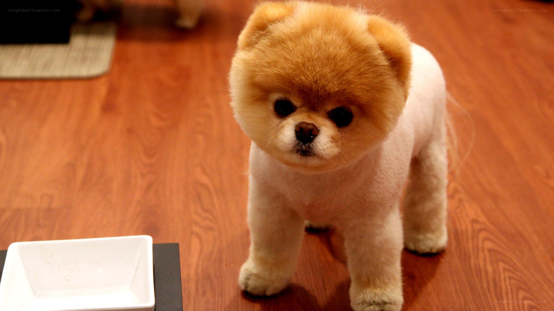 fluffy pomeranian dog