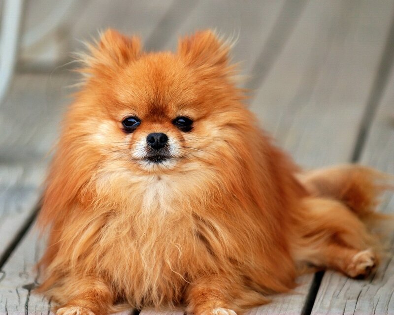 fluffy pomeranian dog