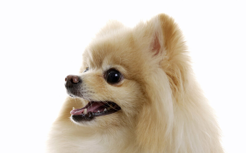 fluffy pomeranian dog