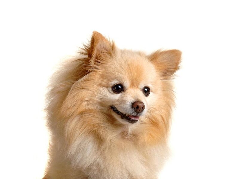 Fluffy Pomeranian Dog — Beige