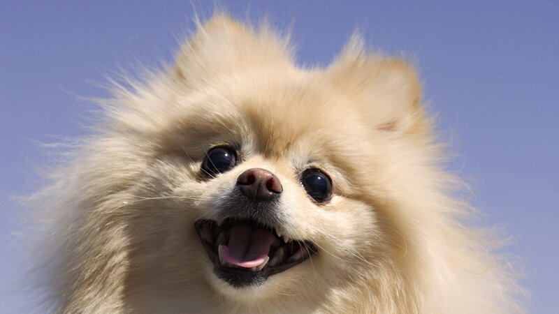 Fluffy Pomeranian Dog — Blue