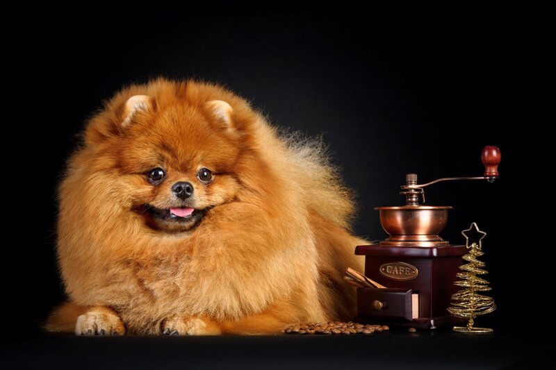 Fluffy Pomeranian Dog — Brown, Calm, Photograph, Coffee Grinder