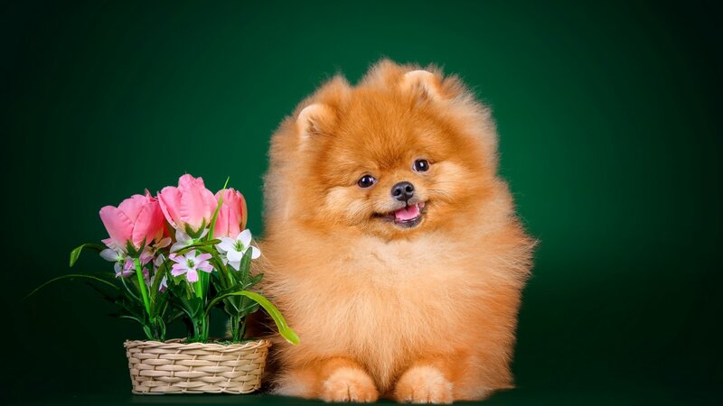 Fluffy Pomeranian Dog — Brown, Calm, Photograph, Flowers