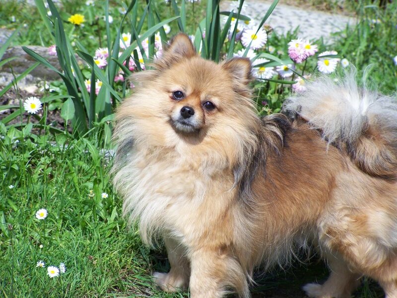 Fluffy Pomeranian Dog — Brown, Calm, Spring