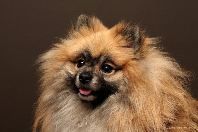 Fluffy Pomeranian Dog — Brown, Calm