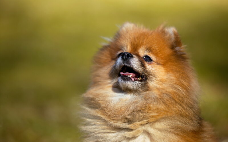 Fluffy Pomeranian Dog — Brown, Curious