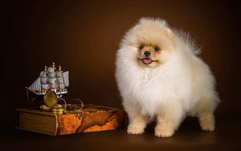 Fluffy Pomeranian Dog — Brown, Dramatic, Photograph, Model Ship