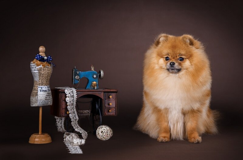 Fluffy Pomeranian Dog — Brown, Dramatic, Photograph, Sewing Machine