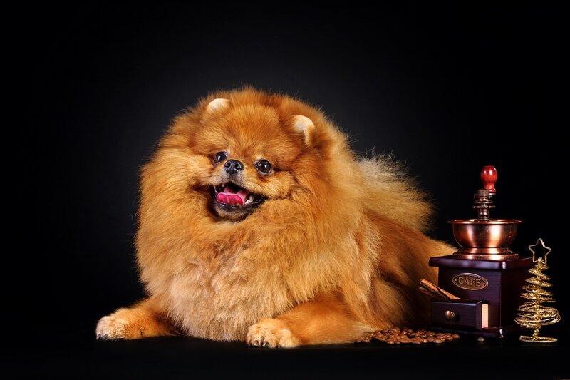 Fluffy Pomeranian Dog — Brown, Dramatic, Photograph