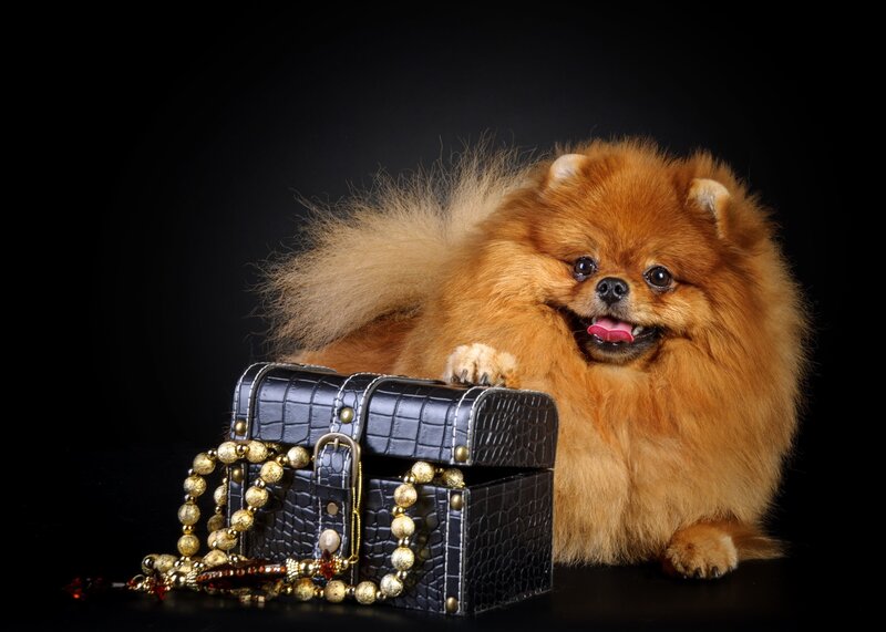 Fluffy Pomeranian Dog — Brown, Dramatic