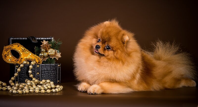 Fluffy Pomeranian Dog — Brown, Festive