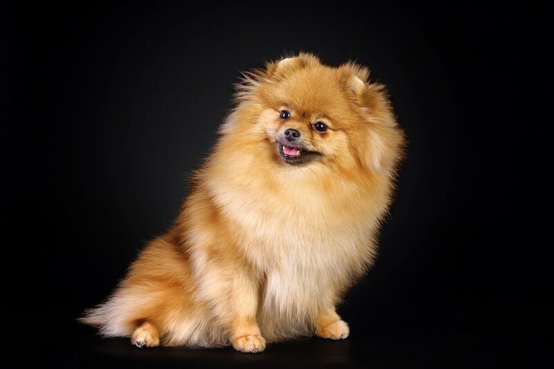 Fluffy Pomeranian Dog — Brown, Neutral, Photograph