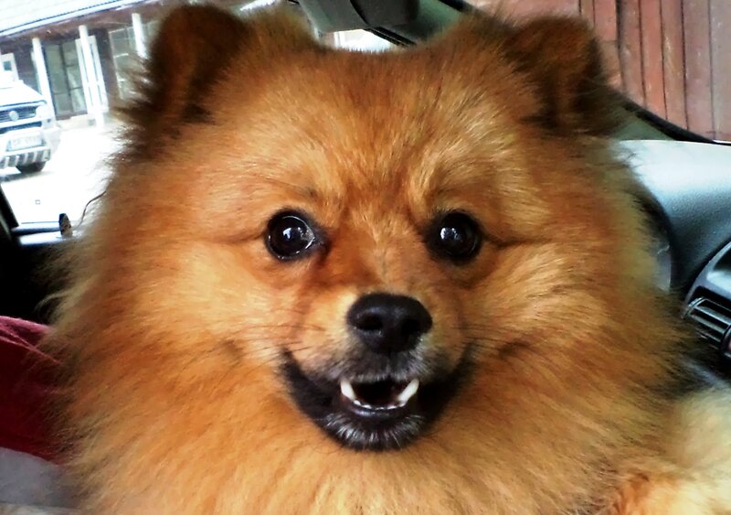 Fluffy Pomeranian Dog — Brown, Neutral