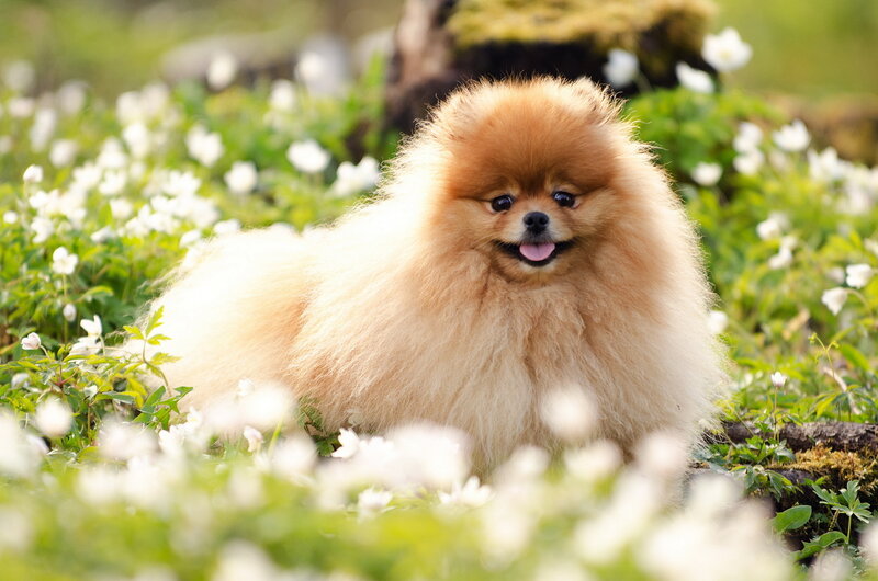 Fluffy Pomeranian Dog — Brown, Peaceful