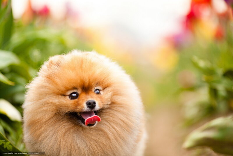 Fluffy Pomeranian Dog — Brown, Playful, Spring, Photograph