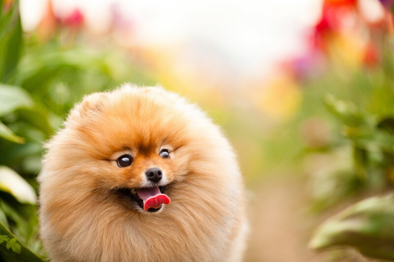 Fluffy Pomeranian Dog — Brown, Playful, Spring