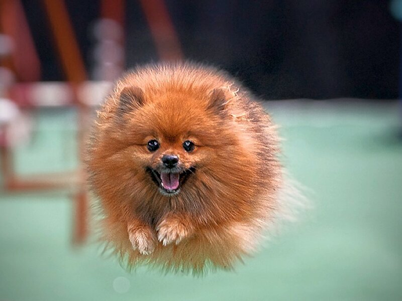 Fluffy Pomeranian Dog — Brown