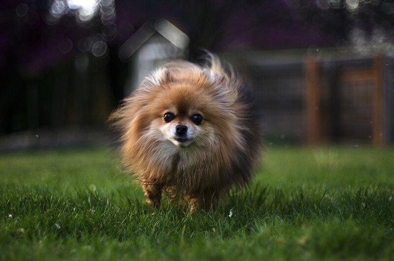 Fluffy Pomeranian Dog — Green, Calm