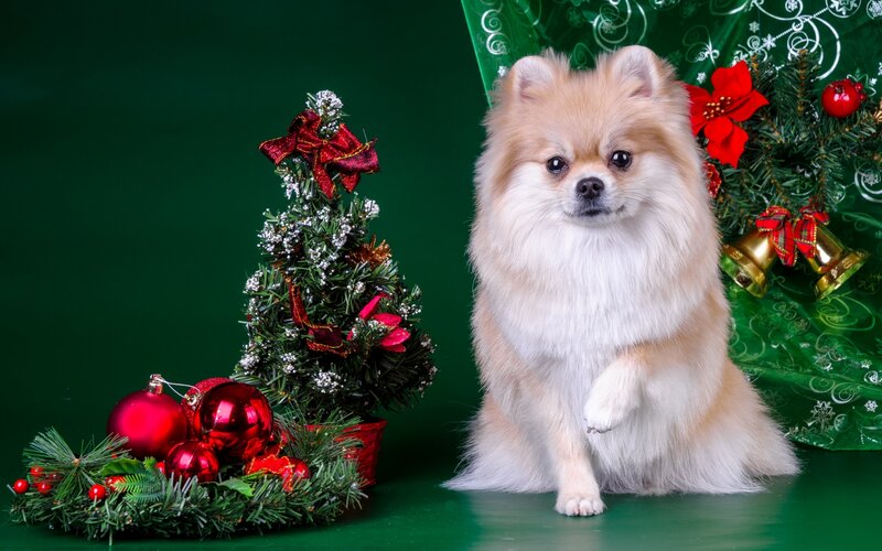 Fluffy Pomeranian Dog — Green, Festive