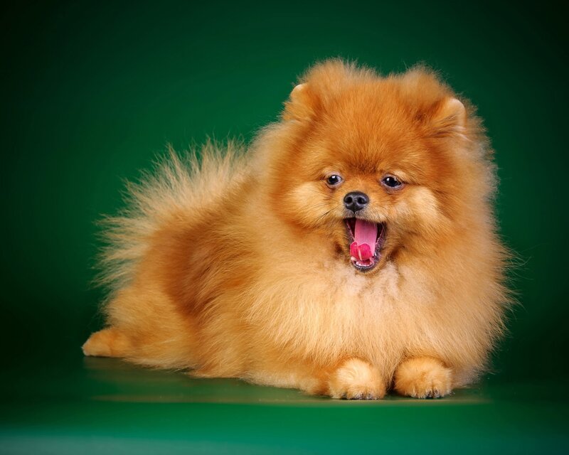 Fluffy Pomeranian Dog — Green, Playful