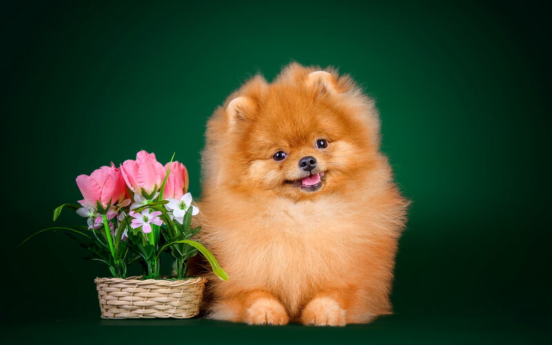 Fluffy Pomeranian Dog — Green