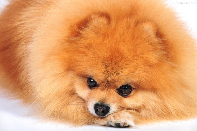 Fluffy Pomeranian Dog — Orange
