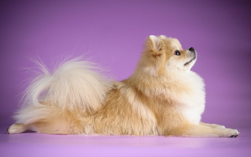 Fluffy Pomeranian Dog — Purple, Calm