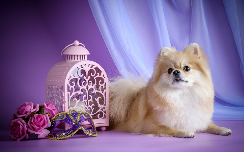 Fluffy Pomeranian Dog — Purple