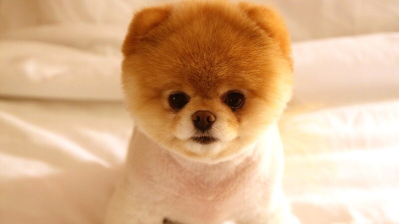 fluffy pomeranian dog